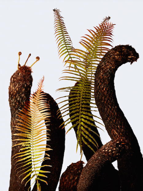 「ウルトラ植物博覧会」 世界中の希少植物を集めたプラントハンターの展覧会