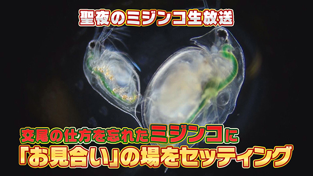 交尾を忘れたミジンコのお見合いを顕微鏡で覗く生放送、クリスマスイブに再び