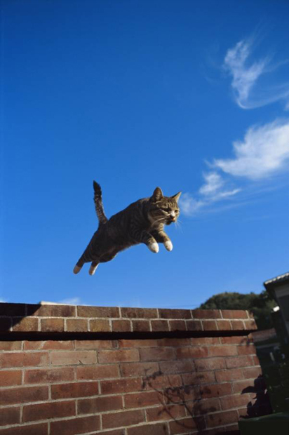 ねこねこねこ! ねこだらけの写真展「岩合光昭写真展 ねこ」開催!