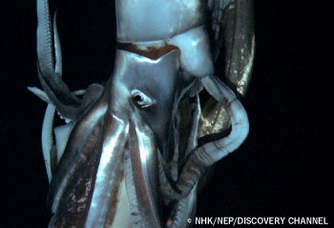 世界初撮影に成功した深海のダイオウイカ