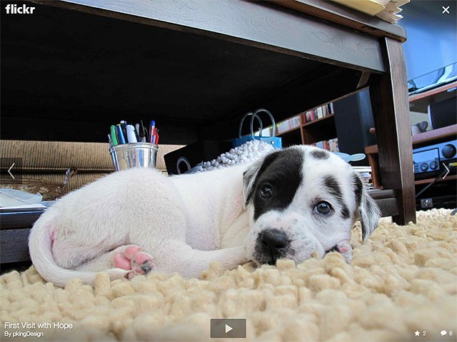 Flickr（フリッカー）