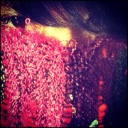 ミクラフレシア