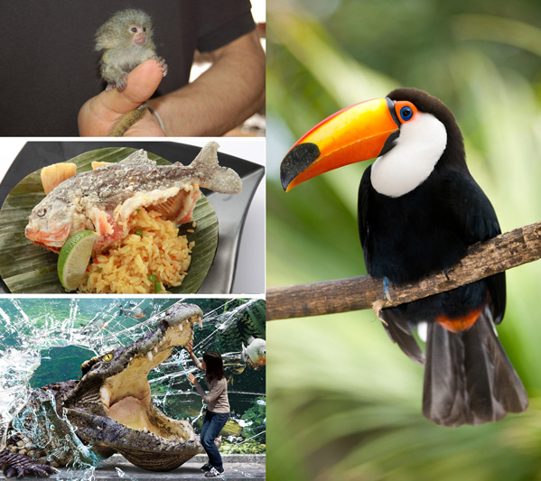 サンシャインシティ　｜アマゾン展～赤い大河と生き物たち～