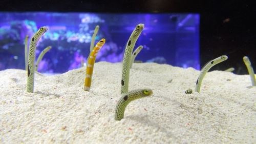 チンアナゴの日