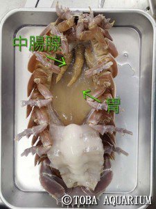 画像注意 死亡したダイオウグソクムシ 飼育員による解剖記録を公開 Kai You Net