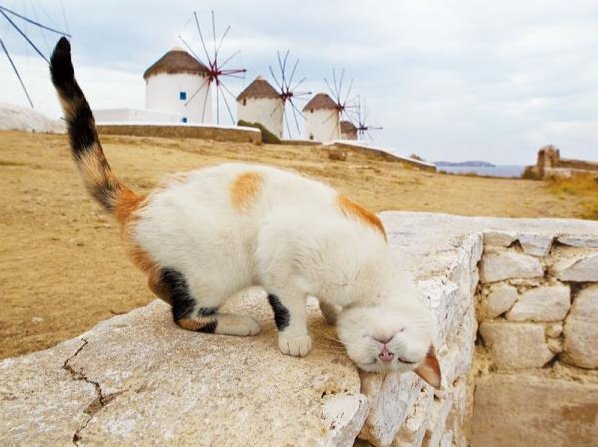 池袋で岩合光昭の写真展「ねこ歩き」開催！ 大規模なネコグッズも展開