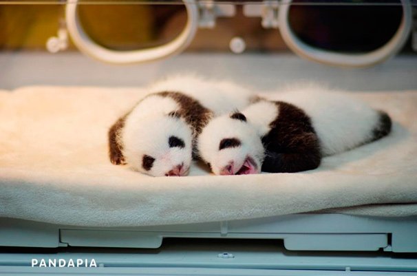 世界初、パンダの出産現場をネット生中継