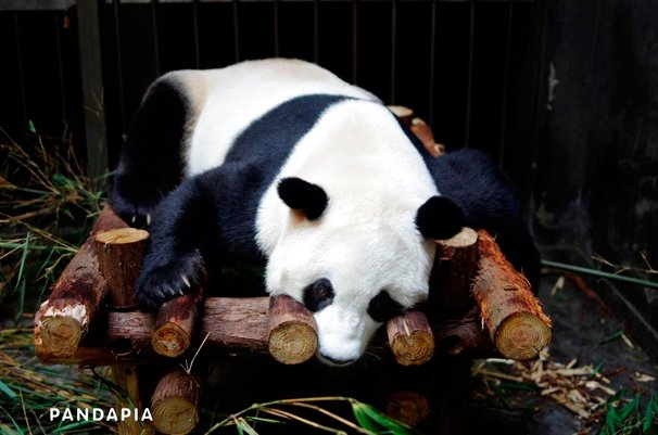 世界初、パンダの出産現場をネット生中継