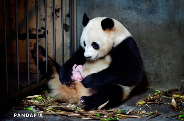 世界初、パンダの出産現場をネット生中継