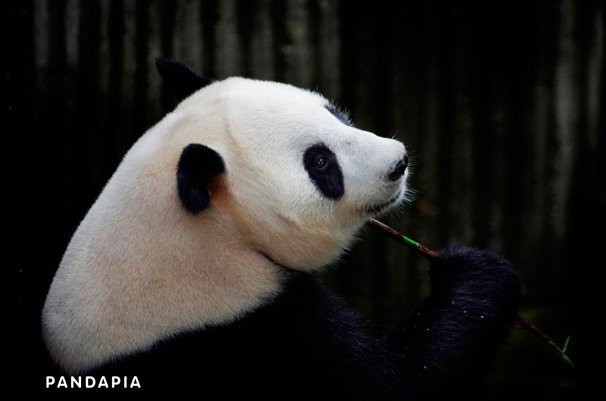 世界初、パンダの出産現場をネット生中継