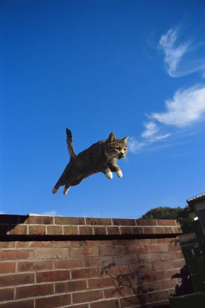 ねこねこねこ！ ねこだらけの写真展「岩合光昭写真展 ねこ」開催！