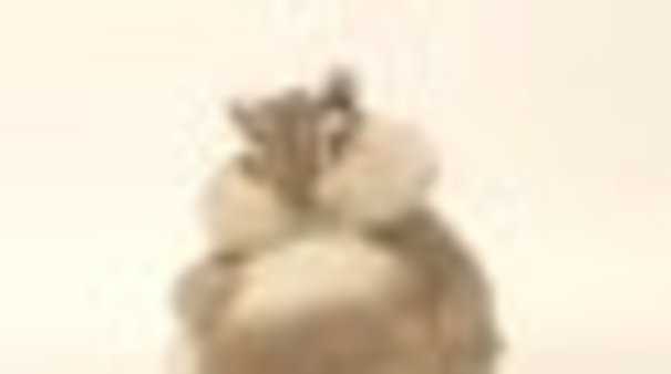 近づいてきたのは の画像 Kai You Net