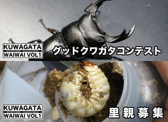 グッドクワガタコンテスト 里親募集