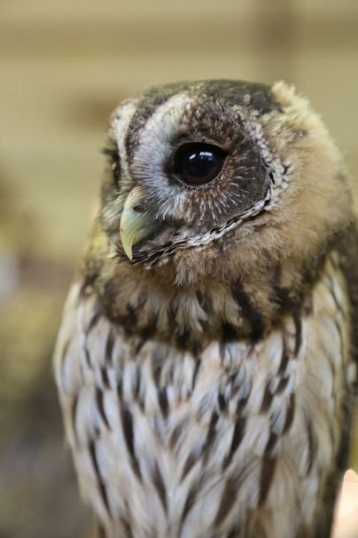 フクロウカフェもやってくる！