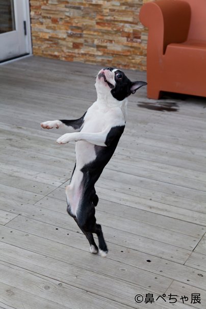 沼尻年弘／「鼻ペちゃ展」2