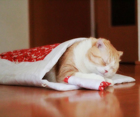 おやすみニャン　かわいい寝姿を自慢できる　猫用和布団の会5