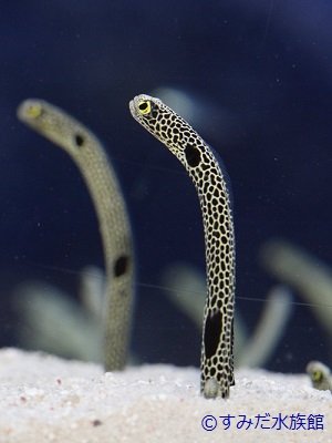 画像は番組ページより