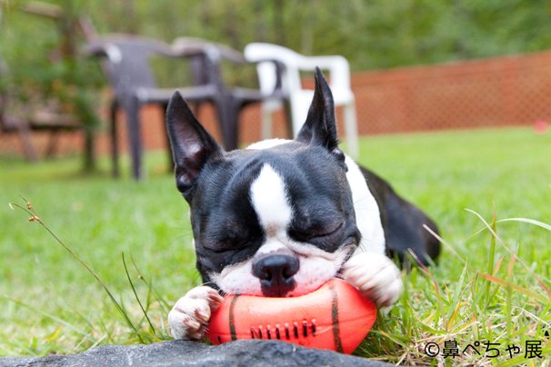 沼尻年弘／「鼻ペちゃ展」1
