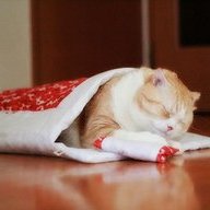 おやすみニャン　かわいい寝姿を自慢できる　猫用和布団の会5