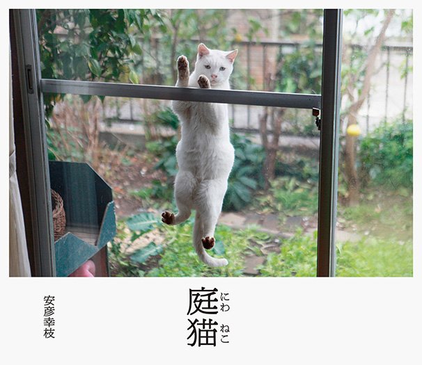 『庭猫』1