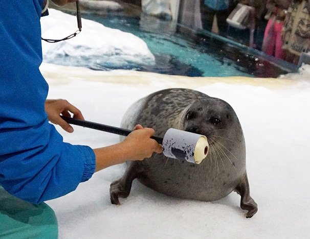 海遊館　キスマーク採取ワモンアザラシ