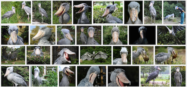 「ハシビロコウ」画像検索結果の画面スクリーンショット