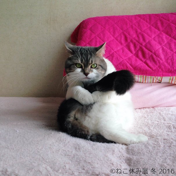 「ねこ休み展 冬 2016」 5