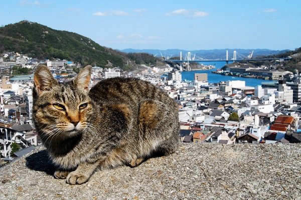 尾道　猫好きのまつり Webサイトより
