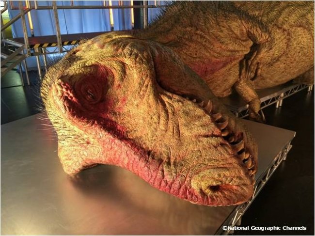 世界初ティラノサウルスを解剖再現 制作はスター・ウォーズ ジャバの