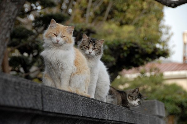 尾道　猫好きのまつり Webサイトより 2
