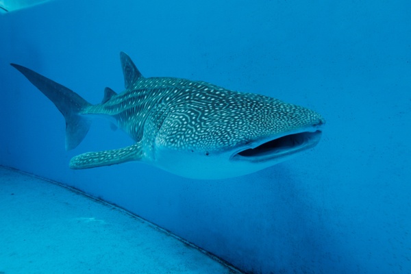 画像5: 不思議でKAWAII、絵本の世界を体験できる！ シーパラに増田セバスチャンがコラボアクアリウムが登場