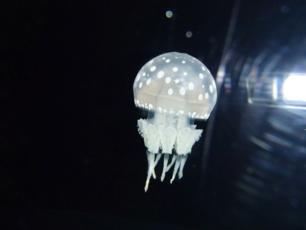 画像4: 不思議でKAWAII、絵本の世界を体験できる！ シーパラに増田セバスチャンがコラボアクアリウムが登場