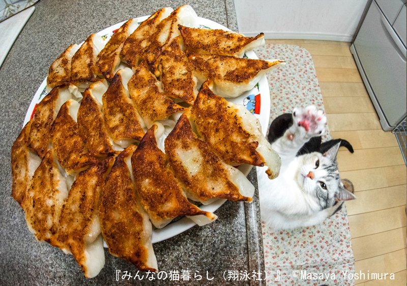 みんなの猫暮らし 家族と猫の、いとおしい日々。