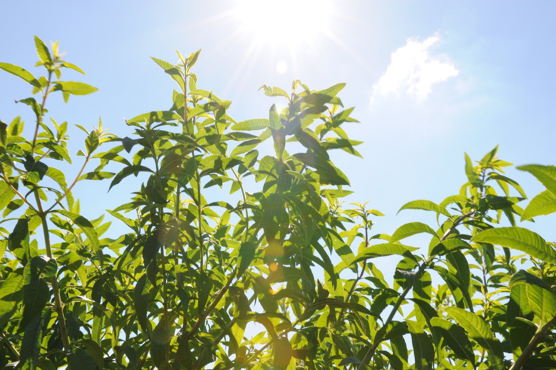 ヴァーベナ