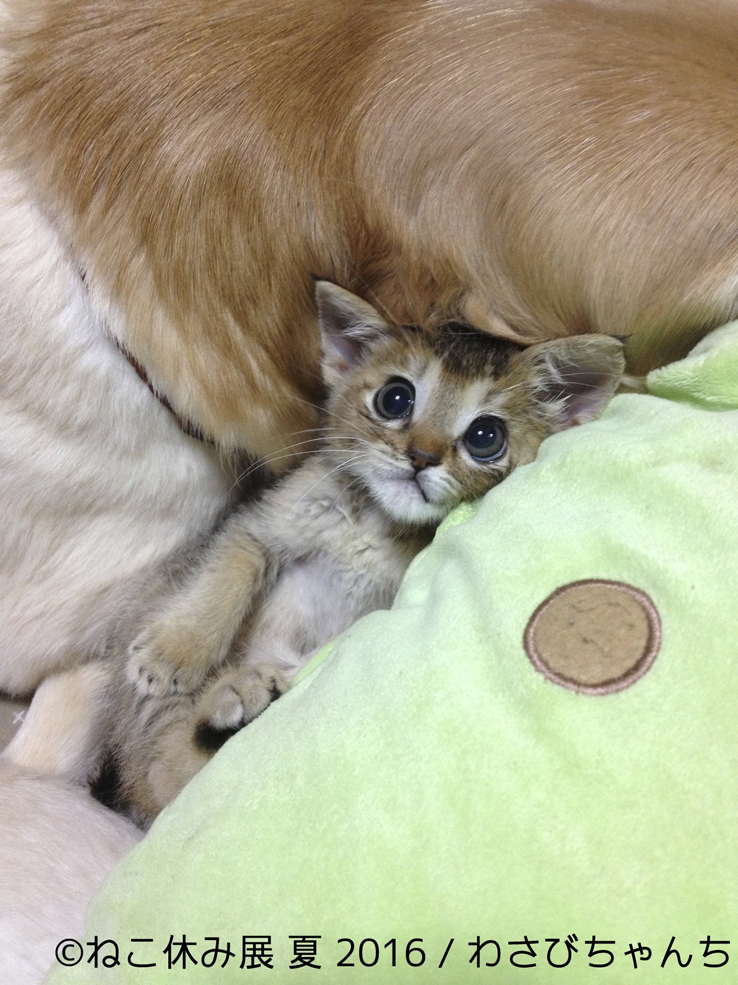 わさびちゃんち 1