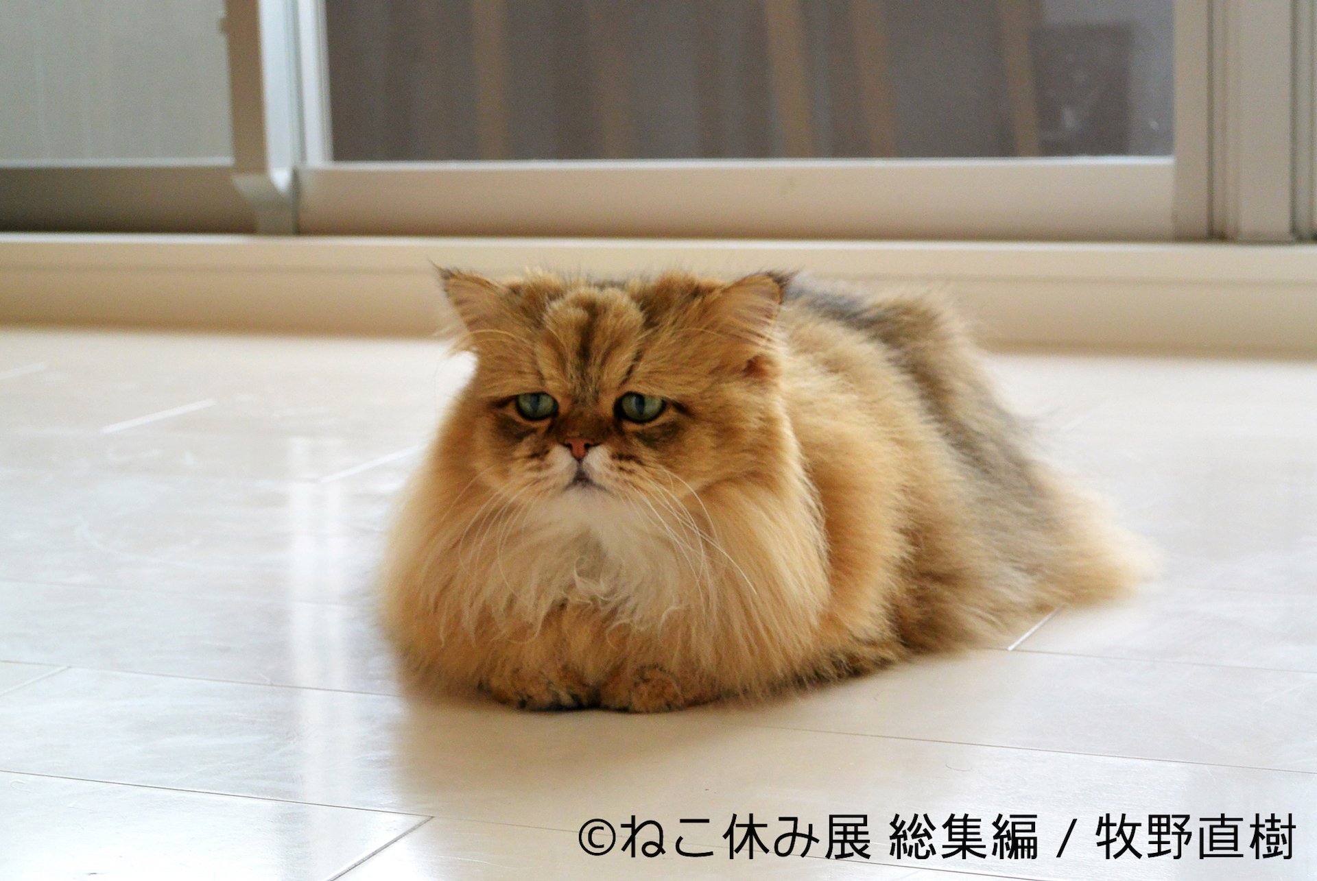 「ねこ休み展 総集編」展示予定作品 3