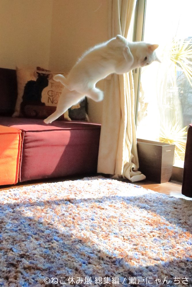 「ねこ休み展 総集編」展示予定作品 2