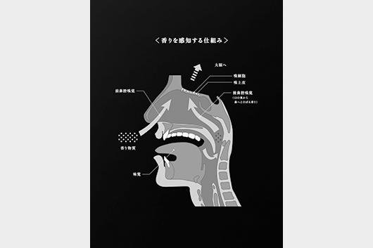 「明治ミルクチョコレート： 香り」