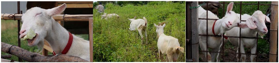 「DMMヤギレンタル」