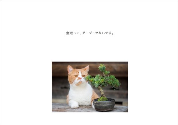 『ふてニャン写真集 ふてやすみ』2