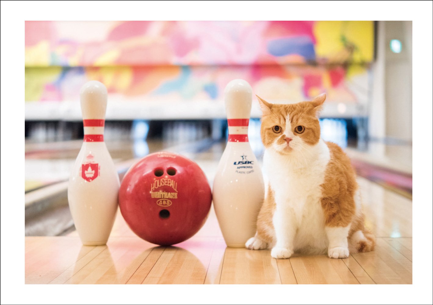 『ふてニャン写真集 ふてやすみ』7