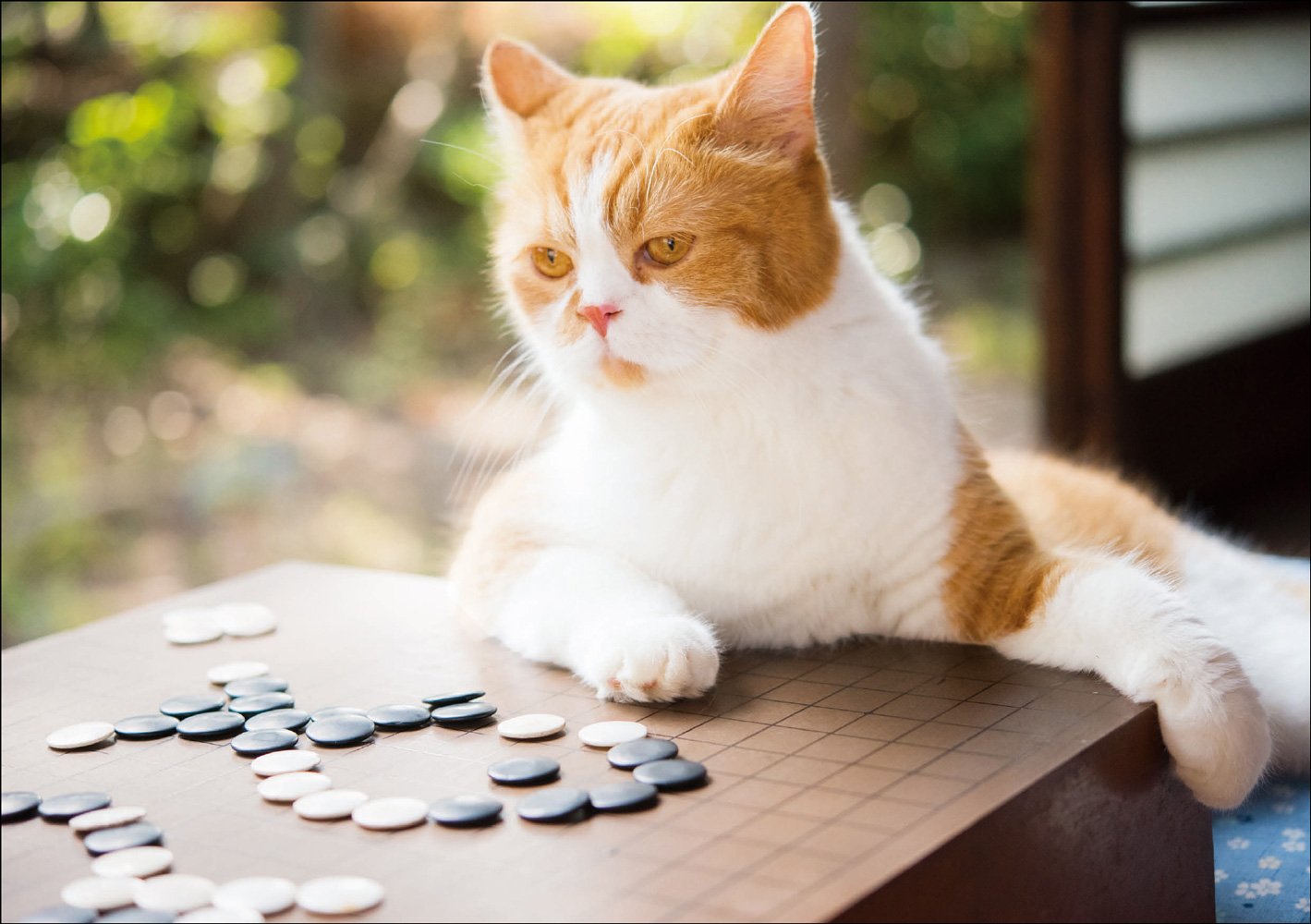 『ふてニャン写真集 ふてやすみ』5