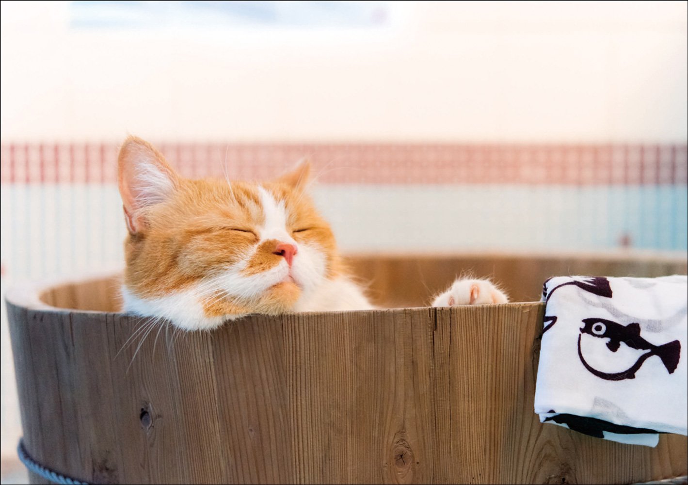 『ふてニャン写真集 ふてやすみ』8