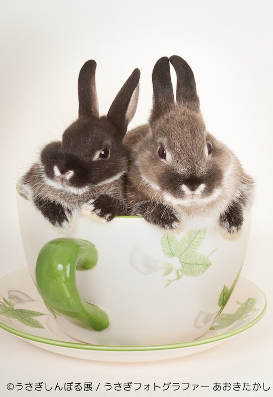 「うさぎしんぼる展」 3