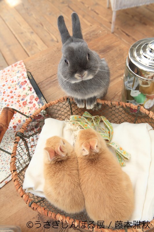 「うさぎしんぼる展」 7