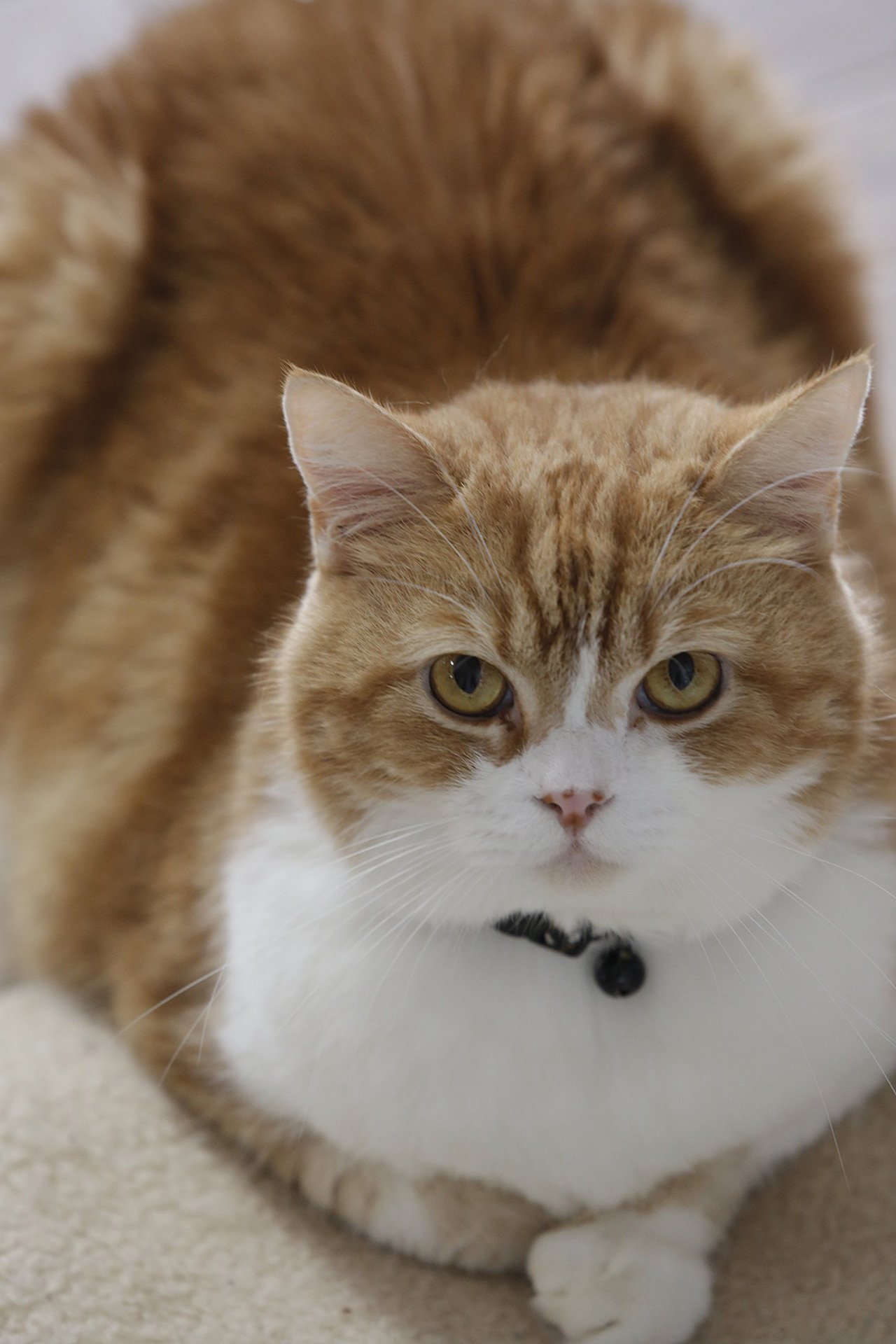 『相撲部屋の幸せな猫たち』4