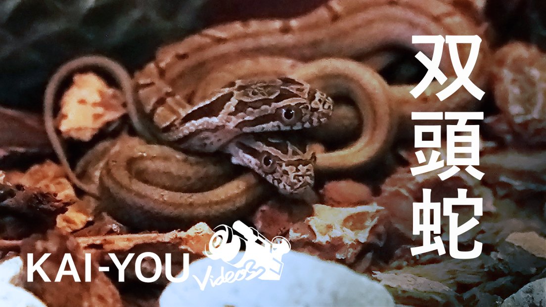 動画 双頭のヘビ 世界的に希少性の高い2つの頭を持つシマヘビの飼育現場の画像 Kai You Net