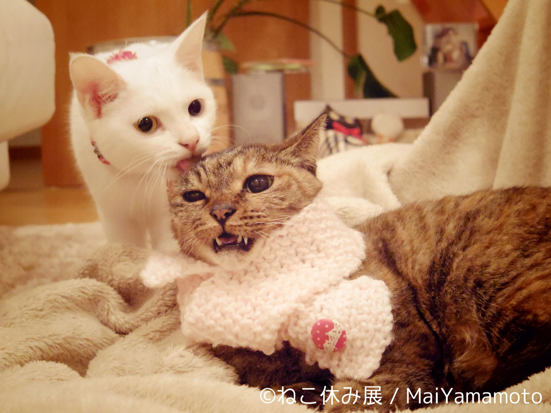 「ねこ休み展」6