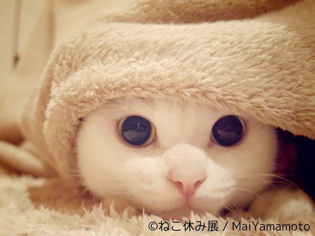 「ねこ休み展」7