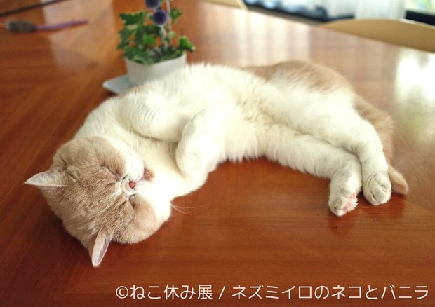 「ねこ休み展」9
